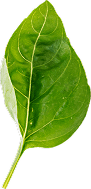 Decorative leaf