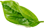 Decorative leaf